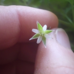 Moenchia erecta (Erect Chickweed) at Mount Ainslie - 23 Sep 2016 by SilkeSma