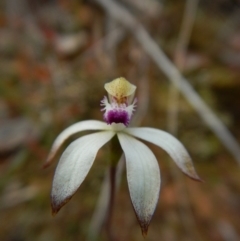 Caladenia ustulata (Brown Caps) at Aranda Bushland - 23 Sep 2016 by CathB