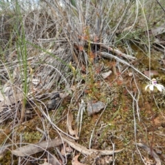 Caladenia ustulata at Aranda, ACT - suppressed