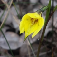 Diuris chryseopsis (Golden Moth) at Aranda Bushland - 22 Sep 2016 by MattM