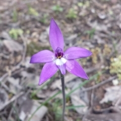 Glossodia major (Wax Lip Orchid) at Aranda Bushland - 22 Sep 2016 by MattM