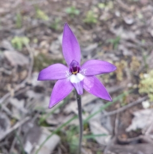 Glossodia major at Belconnen, ACT - 22 Sep 2016