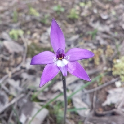 Glossodia major (Wax Lip Orchid) at Aranda Bushland - 22 Sep 2016 by MattM