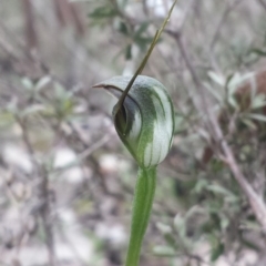 Pterostylis pedunculata (Maroonhood) at Aranda Bushland - 22 Sep 2016 by MattM