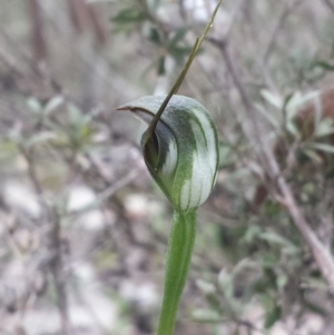 Pterostylis pedunculata at Belconnen, ACT - suppressed