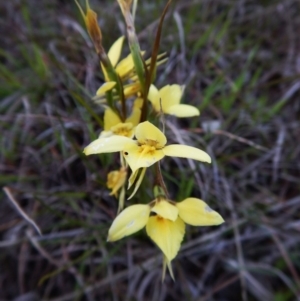 Diuris chryseopsis at Cook, ACT - suppressed