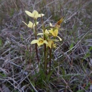 Diuris chryseopsis at Cook, ACT - suppressed