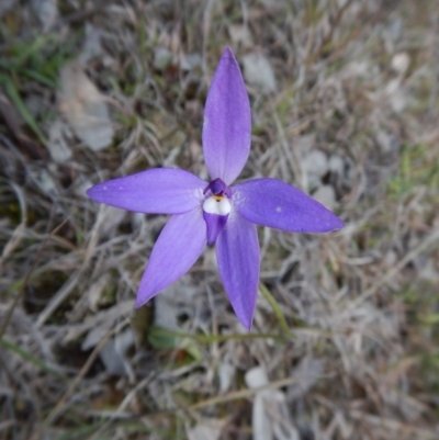 Glossodia major (Wax Lip Orchid) at Mount Painter - 23 Sep 2016 by CathB