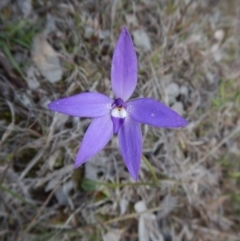Glossodia major (Wax Lip Orchid) at Mount Painter - 23 Sep 2016 by CathB