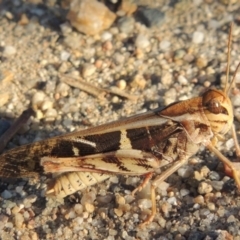 Gastrimargus musicus (Yellow-winged Locust or Grasshopper) at Point Hut to Tharwa - 16 Jan 2014 by michaelb