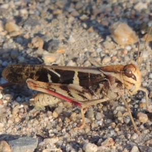 Gastrimargus musicus at Tharwa, ACT - 16 Jan 2014 06:58 PM