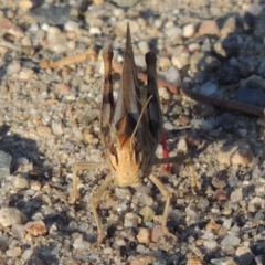 Gastrimargus musicus at Tharwa, ACT - 16 Jan 2014 06:58 PM