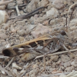 Oedaleus australis at Greenway, ACT - 2 Jan 2015