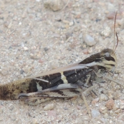 Gastrimargus musicus (Yellow-winged Locust or Grasshopper) at Greenway, ACT - 11 Feb 2015 by MichaelBedingfield