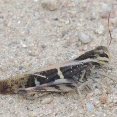 Gastrimargus musicus (Yellow-winged Locust or Grasshopper) at Bullen Range - 11 Feb 2015 by michaelb