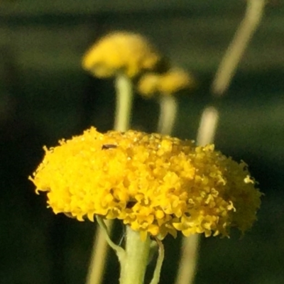 Craspedia variabilis (Common Billy Buttons) at Googong, NSW - 24 Sep 2016 by Wandiyali