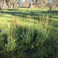 Craspedia variabilis at Googong, NSW - 24 Sep 2016