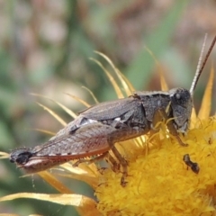 Phaulacridium vittatum (Wingless Grasshopper) at Bruce Ridge - 20 Feb 2015 by michaelb