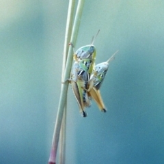 Praxibulus sp. (genus) (A grasshopper) at Tuggeranong Hill - 27 Dec 2005 by michaelb