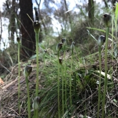 Pterostylis pedunculata (Maroonhood) at Hackett, ACT - 24 Sep 2016 by AaronClausen