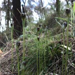 Pterostylis pedunculata at Hackett, ACT - 24 Sep 2016