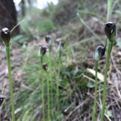 Pterostylis pedunculata at Hackett, ACT - 24 Sep 2016