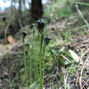 Pterostylis pedunculata at Hackett, ACT - 24 Sep 2016