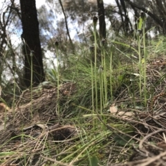 Pterostylis pedunculata at Hackett, ACT - 24 Sep 2016