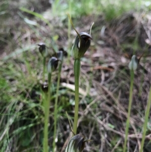 Pterostylis pedunculata at Hackett, ACT - 24 Sep 2016