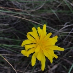 Microseris walteri (Yam Daisy, Murnong) at Canberra Central, ACT - 24 Sep 2016 by AaronClausen