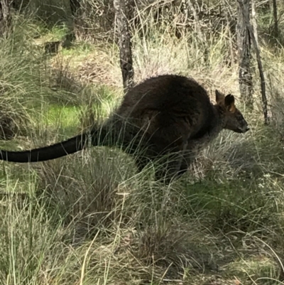 Wallabia bicolor (Swamp Wallaby) at Canberra Central, ACT - 24 Sep 2016 by AaronClausen