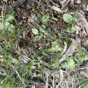 Diplodium sp. at Canberra Central, ACT - 24 Sep 2016