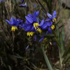 Stypandra glauca (Nodding Blue Lily) at Hackett, ACT - 24 Sep 2016 by AaronClausen
