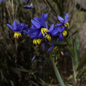 Stypandra glauca at Hackett, ACT - 24 Sep 2016 01:29 PM