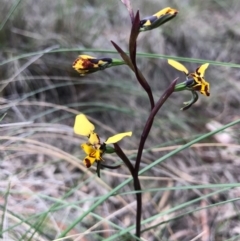 Diuris pardina (Leopard Doubletail) at Mount Majura - 24 Sep 2016 by AaronClausen