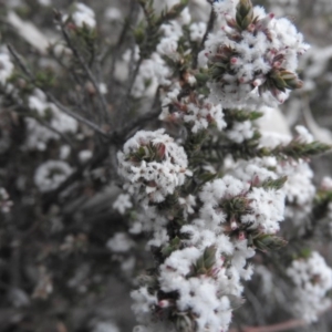 Leucopogon attenuatus at Fadden, ACT - 7 Aug 2016