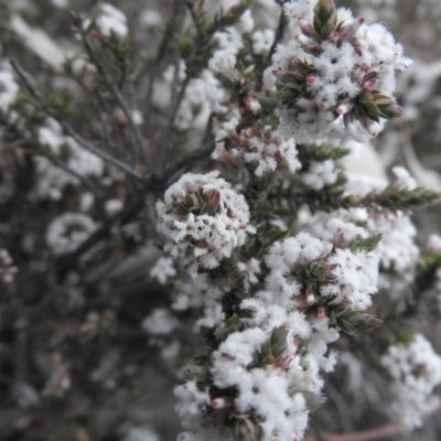 Styphelia attenuata (Small-leaved Beard Heath) at Fadden, ACT - 7 Aug 2016 by ArcherCallaway
