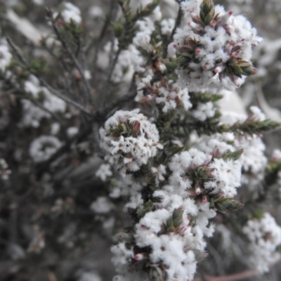 Leucopogon attenuatus (Small-leaved Beard Heath) at Wanniassa Hill - 6 Aug 2016 by RyuCallaway