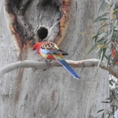 Platycercus elegans x eximius (hybrid) (Crimson x Eastern Rosella (hybrid)) at Fadden, ACT - 6 Aug 2016 by RyuCallaway