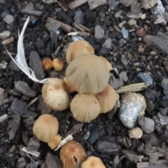 Coprinellus disseminatus (Coprinellus disseminatus) at Fadden, ACT - 7 Aug 2016 by ArcherCallaway