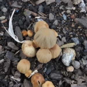 Coprinellus disseminatus at Fadden, ACT - 7 Aug 2016 03:51 PM