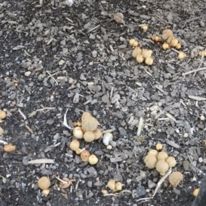 Coprinellus disseminatus at Fadden, ACT - 7 Aug 2016 03:51 PM