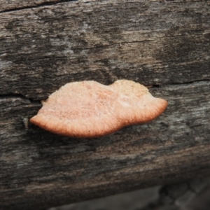 Trametes coccinea at Nicholls, ACT - 13 Aug 2016