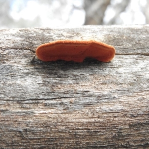 Trametes coccinea at Nicholls, ACT - 13 Aug 2016