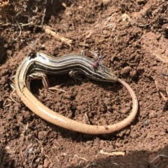 Ctenotus taeniolatus (Copper-tailed Skink) at Mount Majura - 24 Sep 2016 by AaronClausen