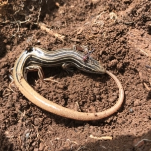 Ctenotus taeniolatus at Canberra Central, ACT - 24 Sep 2016