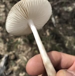 Oudemansiella gigaspora group at Canberra Central, ACT - 24 Sep 2016