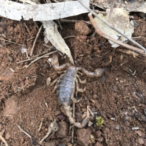 Urodacus manicatus at Canberra Central, ACT - 24 Sep 2016