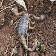 Urodacus manicatus at Canberra Central, ACT - 24 Sep 2016