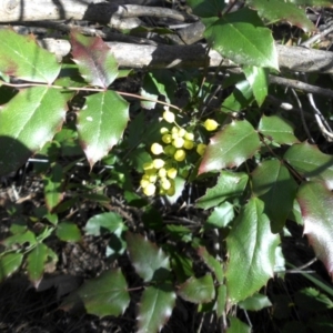 Berberis aquifolium at Majura, ACT - 24 Sep 2016